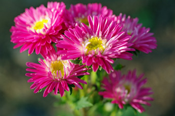 Картинка цветы астры дача красота однолетники осень природа растения розовый цвет флора