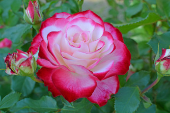 Картинка цветы розы роза пестрая макро бутон