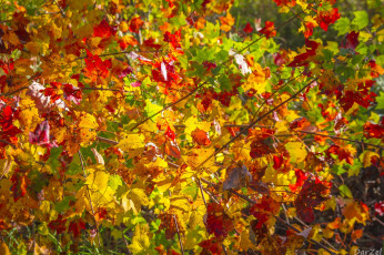 Картинка природа листья желтый ветки осень красный