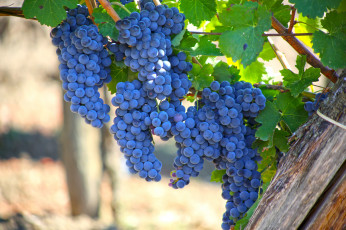 Картинка природа Ягоды +виноград листва виноградник грозди виноград the vineyard leaves grapes