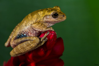 Картинка животные лягушки цветок окрас лягушка