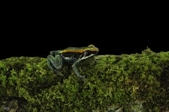 Картинка животные лягушки зеленый лягушка мох темный фон