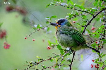 Картинка животные птицы ветки птица дерево ягоды природа