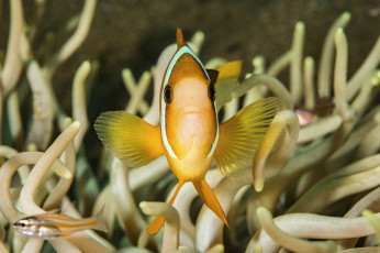 Картинка животные рыбы море морское дно рыбка
