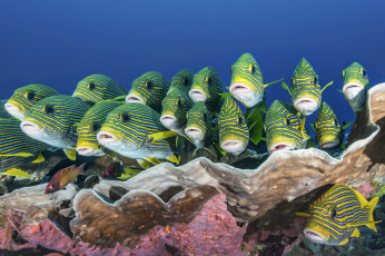 Картинка животные рыбы морские глубины море рыбки