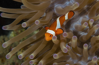 Картинка животные рыбы морское дно морские глубины рыбка бело-оранжевая