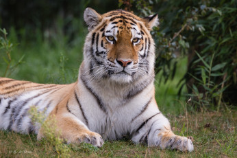 Картинка животные тигры тигр животное природа отдых