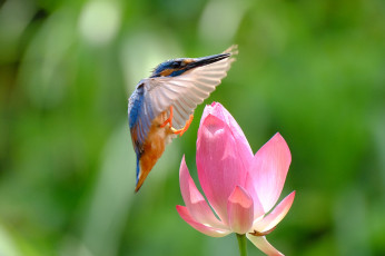 Картинка животные зимородки зимородок птица полет цветок лотос природа