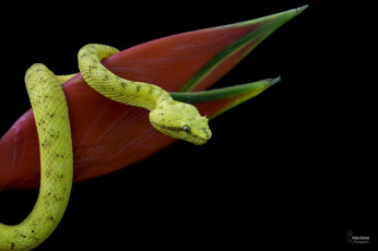 Картинка животные змеи +питоны +кобры цветок темный фон змея