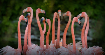 обоя животные, фламинго, розовый, птица, перья, природа