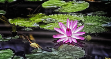 Картинка цветы лилии+водяные +нимфеи +кувшинки кувшинка цветение листья вода