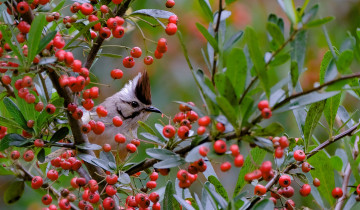 Картинка животные птицы ягоды дерево ветки природа птица