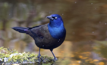 Картинка обыкновенный+гракл животные птицы капли птица вода