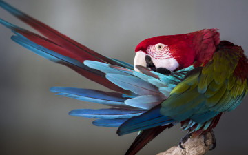 Картинка животные попугаи перышки птица фон попугай