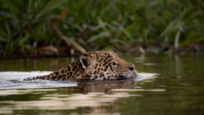 Обои картинки фото животные, Ягуары, ягуар, животное, природа, плывет, вода
