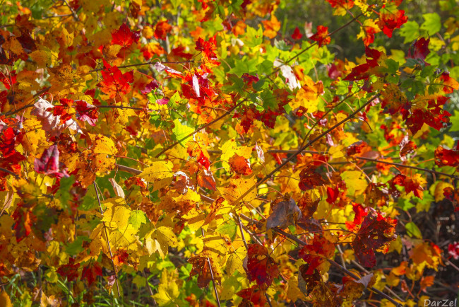 Обои картинки фото природа, листья, желтый, ветки, осень, красный