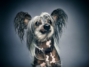 Картинка животные собаки собака портрет фон китайская хохлатая морда лохматая
