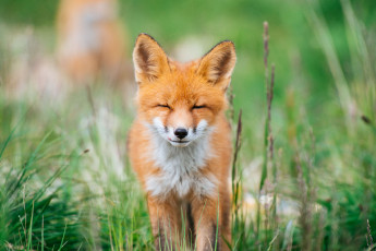 Картинка животные лисы лиса лето фон портрет морда трава зелень закрытые глаза дикая природа