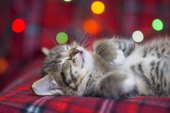 Картинка животные коты котенок пушистый спит боке eygenei eg
