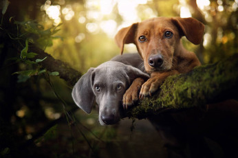 Картинка животные собаки взгляд портрет парочка две мордашки