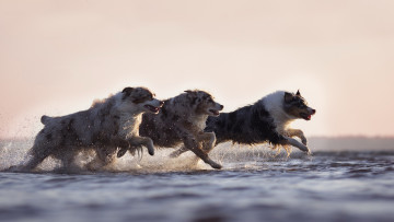 Картинка животные собаки бег вода