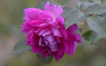 Картинка цветы розы бутон роза макро