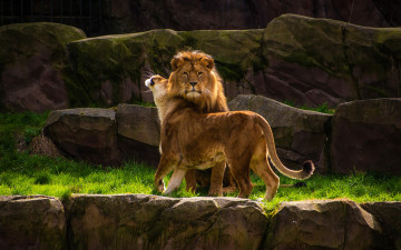 Картинка животные львы ласка пара красавцы поза семья самец лев мужик самка львица дикие кошки скалы камни твердость характера подчинение настоящий мужчина альфа-самец два льва природа взгляд