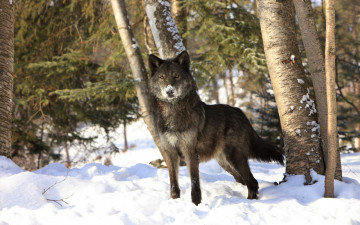 Картинка животные волки +койоты +шакалы лес снег зима волк