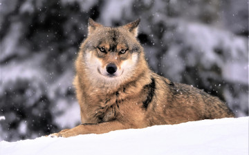 обоя животные, волки,  койоты,  шакалы, волк, снег, зима