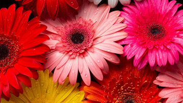 Картинка цветы герберы разноцветные макро капли