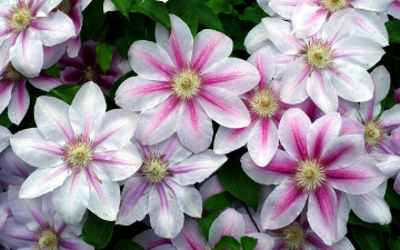 Картинка цветы клематис+ ломонос бело-розовый клематис капли