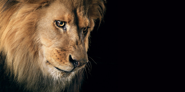 Обои картинки фото животные, львы, лев, голова