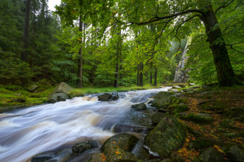 Картинка природа лес река камни германия germany саксония saxony рудные горы erzgebirgskreis schwarzwassertal river black pockau чёрный поккау шварцвассерталь