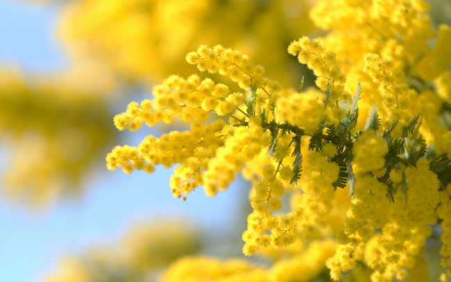 Обои картинки фото цветы, мимоза, желтая, боке