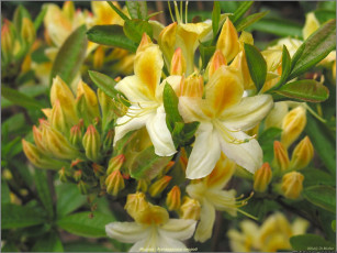 Картинка рододенндрон цветы рододендроны азалии