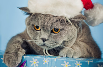 Картинка животные коты новогодняя шапочка британец cat