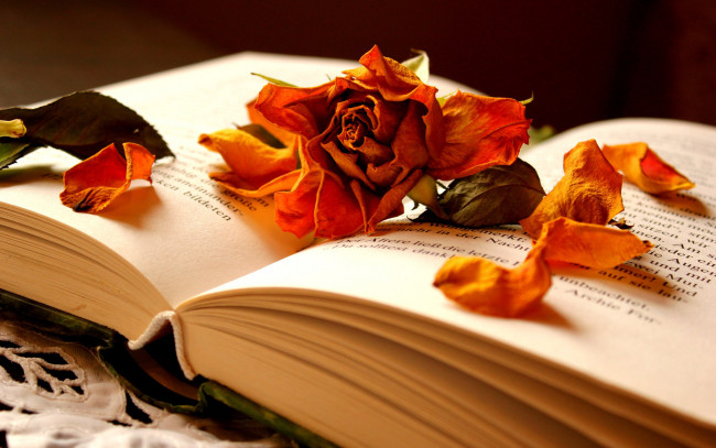 Обои картинки фото разное, канцелярия, книги, лепестки, роза, цветок, книга