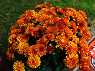 Картинка цветы хризантемы оранжевый