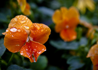 Картинка цветы анютины глазки садовые фиалки капли оранжевый