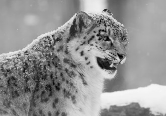 Картинка животные снежный барс ирбис оскал клыки сердитый черно-белое