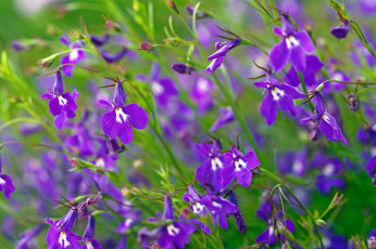 Картинка цветы лобелии фиолетовый