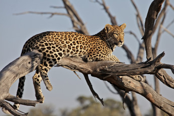 Картинка животные леопарды отдых леопард бревно