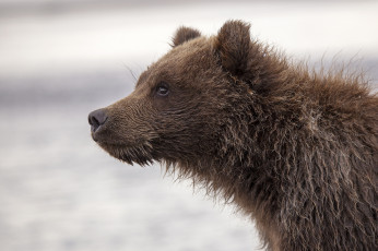 Картинка животные медведи медведь профиль морда молодой