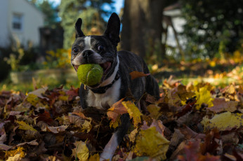 Картинка животные собаки собака листва игра мячик