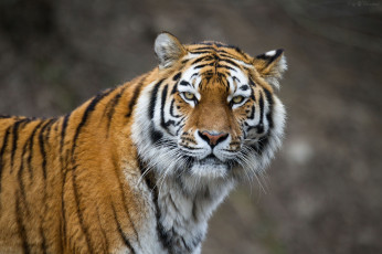 Картинка животные тигры морда амурский тигр