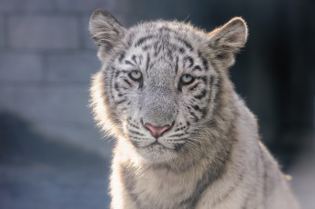 Картинка животные тигры морда тигренок белый тигр