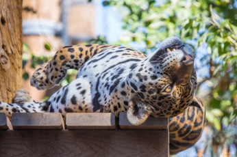 Картинка животные Ягуары отдых ягуар