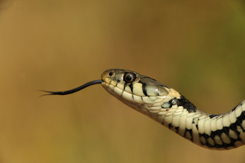 Картинка животные змеи питоны кобры язык