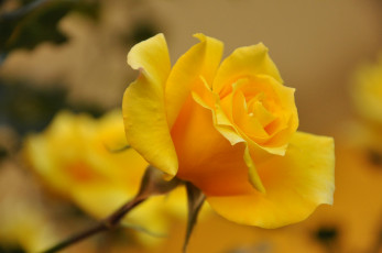 Картинка цветы розы желтая роза