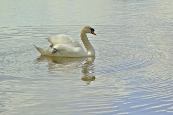 Картинка животные лебеди грация белый лебедь вода
